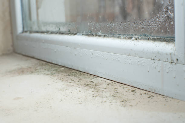 Mold Documentation for Insurance Claims in Temecula, CA